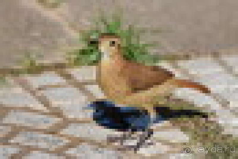 Bolivia te espera! Часть 6