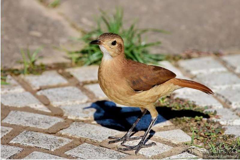 Bolivia te espera! Часть 6