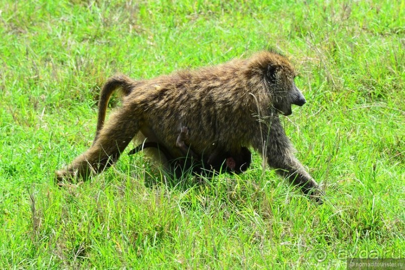 Акуна матата — дубль два. Кения в сезон дождей. Часть 3