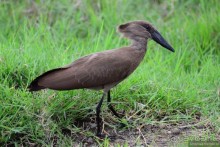 Акуна матата — дубль два. Кения в сезон дождей. Часть 3