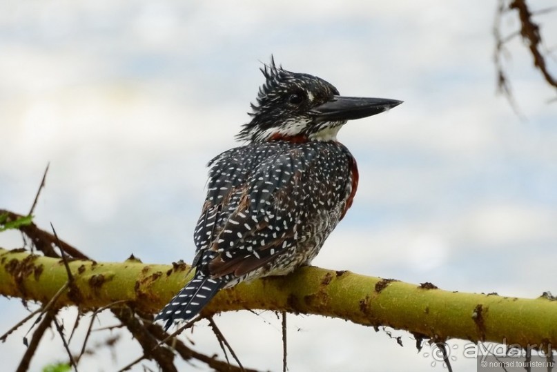 Акуна матата — дубль два. Кения в сезон дождей. Часть 3
