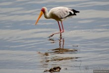 Акуна матата — дубль два. Кения в сезон дождей. Часть 3
