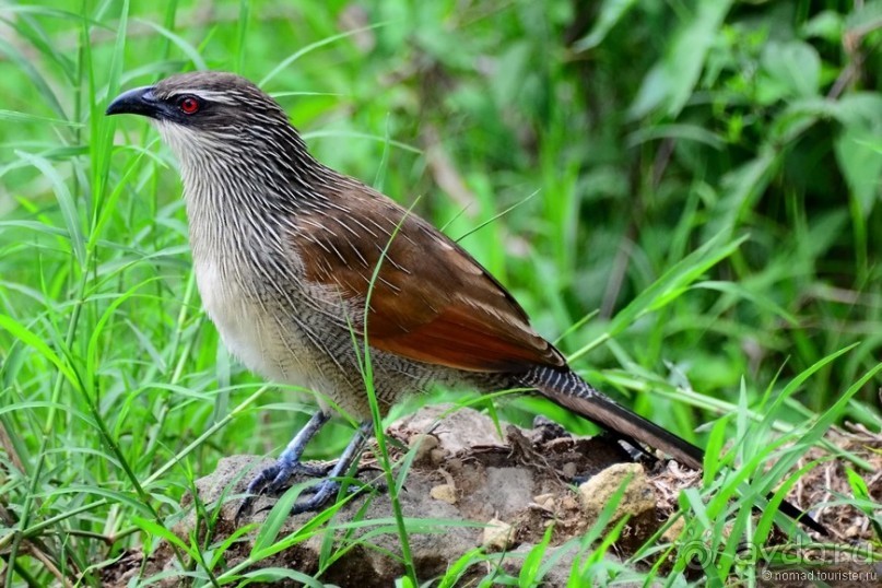 Акуна матата — дубль два. Кения в сезон дождей. Часть 3