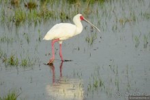 Акуна матата — дубль два. Кения в сезон дождей. Часть 3