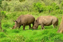 Акуна матата — дубль два. Кения в сезон дождей. Часть 3
