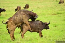 Акуна матата — дубль два. Кения в сезон дождей. Часть 3
