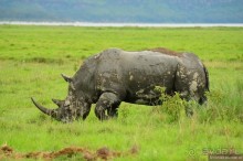 Акуна матата — дубль два. Кения в сезон дождей. Часть 3