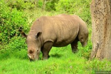 Акуна матата — дубль два. Кения в сезон дождей. Часть 3