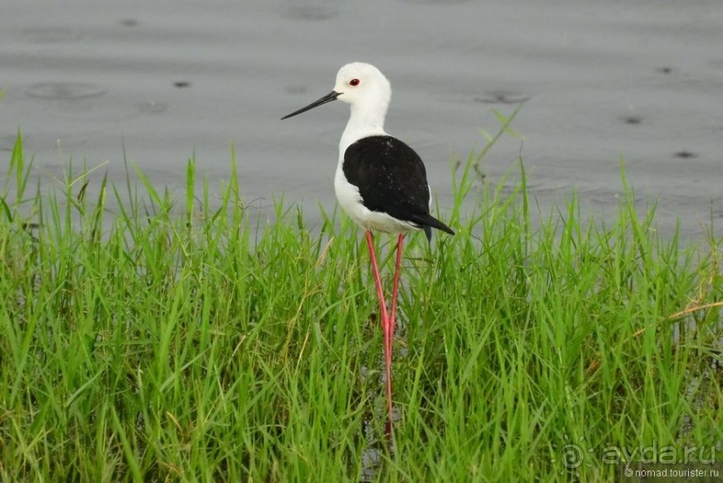 Акуна матата — дубль два. Кения в сезон дождей. Часть 3