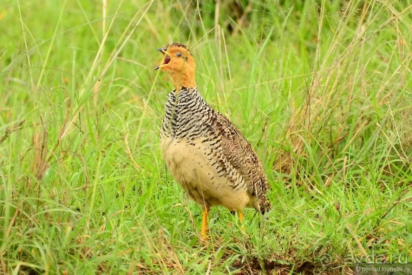Акуна матата — дубль два. Кения в сезон дождей. Часть 3