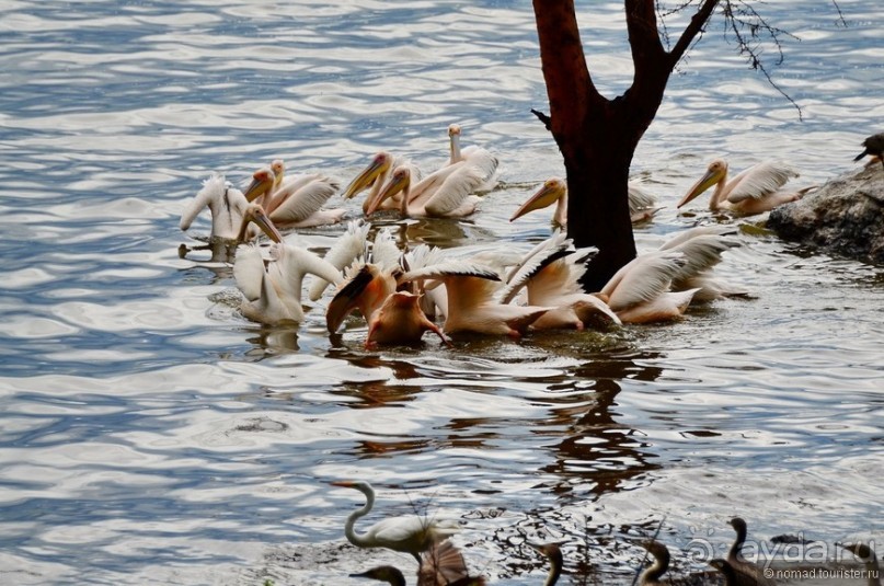 Акуна матата — дубль два. Кения в сезон дождей. Часть 3
