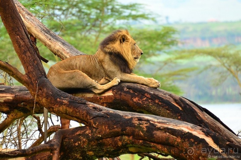 Акуна матата — дубль два. Кения в сезон дождей. Часть 3