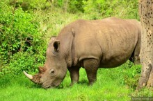 Акуна матата — дубль два. Кения в сезон дождей. Часть 3