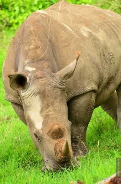 Акуна матата — дубль два. Кения в сезон дождей. Часть 3
