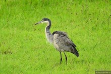 Акуна матата — дубль два. Кения в сезон дождей. Часть 3