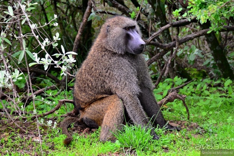 Акуна матата — дубль два. Кения в сезон дождей. Часть 3