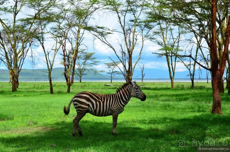 Акуна матата — дубль два. Кения в сезон дождей. Часть 3
