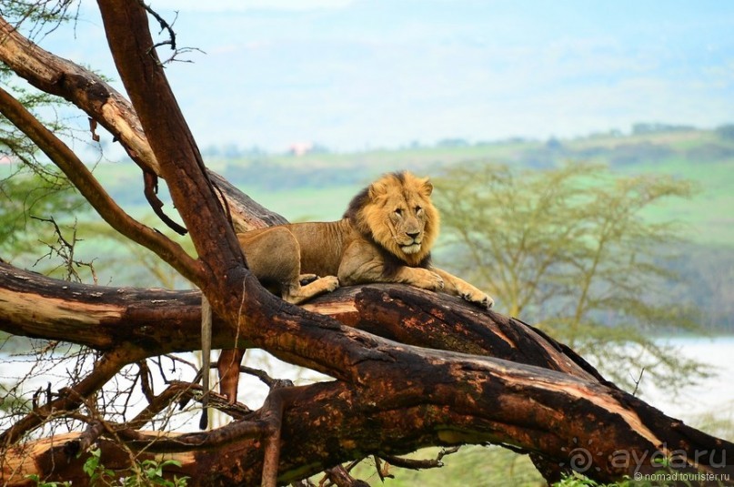 Акуна матата — дубль два. Кения в сезон дождей. Часть 3