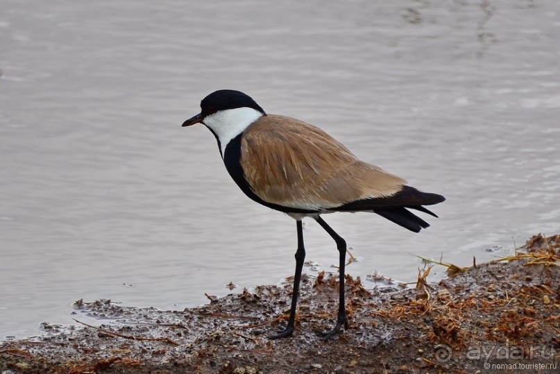 Альбом отзыва "Акуна матата — дубль два. Кения в сезон дождей. Часть 3"
