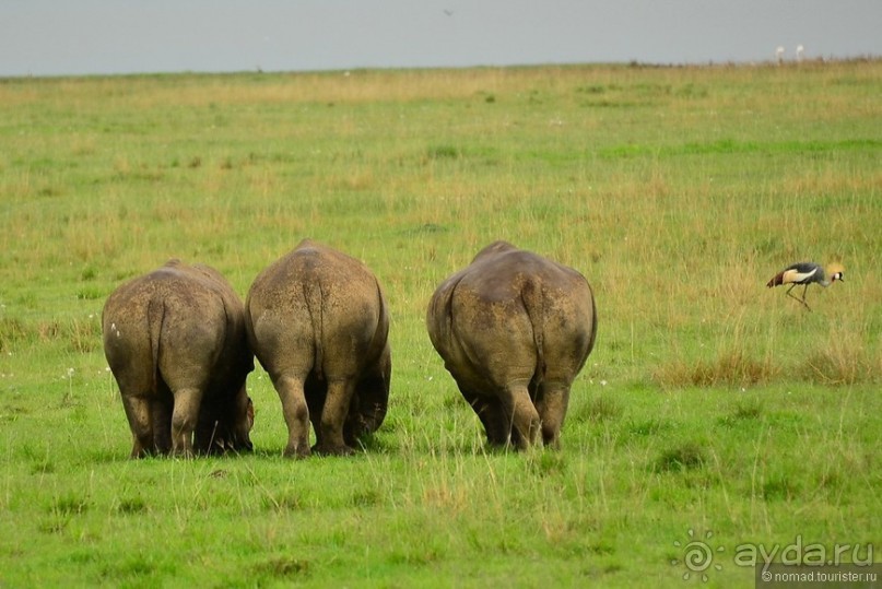 Альбом отзыва "Акуна матата — дубль два. Кения в сезон дождей. Часть 3"
