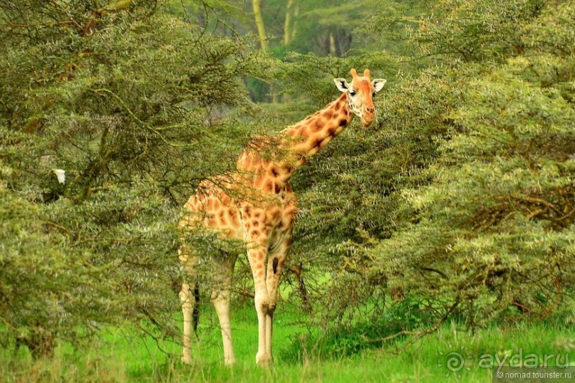 Акуна матата — дубль два. Кения в сезон дождей. Часть 3