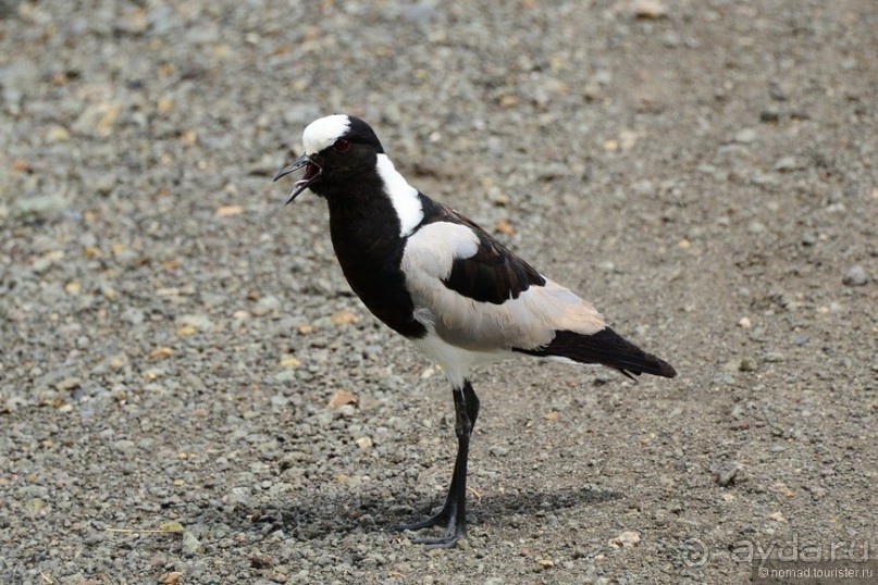 Альбом отзыва "Акуна матата — дубль два. Кения в сезон дождей. Часть 3"