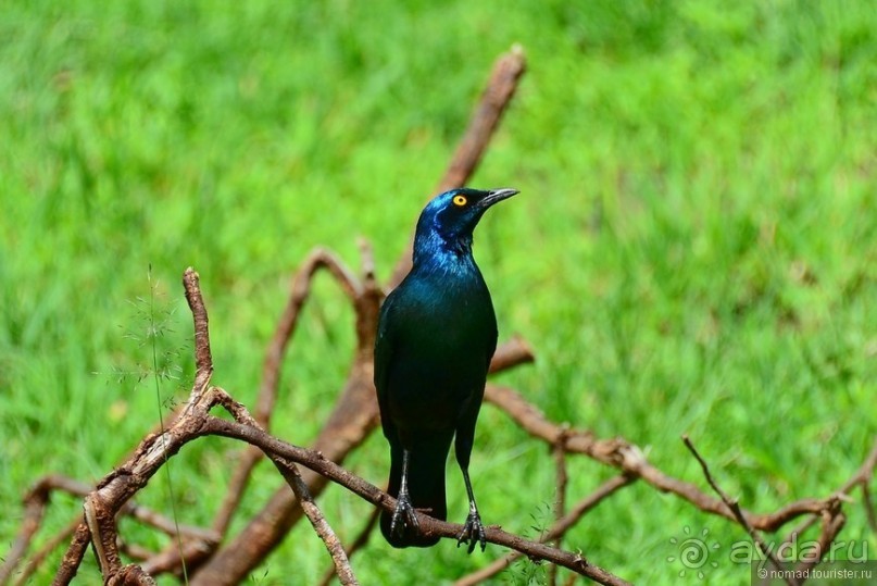 Акуна матата — дубль два. Кения в сезон дождей. Часть 3