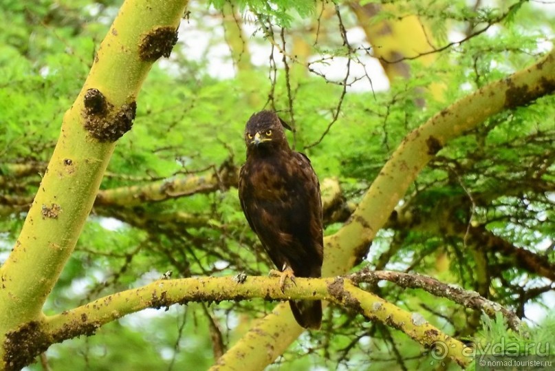 Акуна матата — дубль два. Кения в сезон дождей. Часть 3