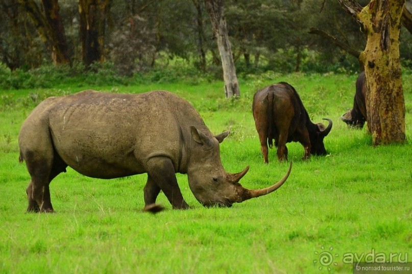 Альбом отзыва "Акуна матата — дубль два. Кения в сезон дождей. Часть 3"