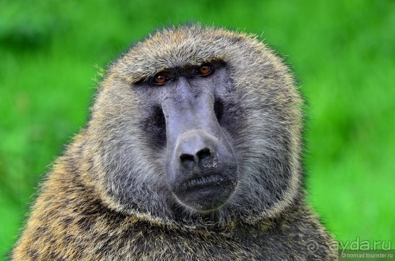 Акуна матата — дубль два. Кения в сезон дождей. Часть 3