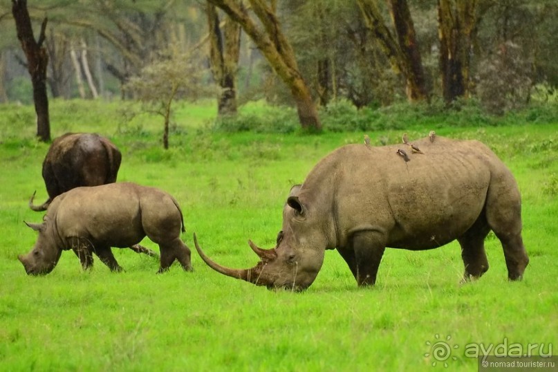 Альбом отзыва "Акуна матата — дубль два. Кения в сезон дождей. Часть 3"