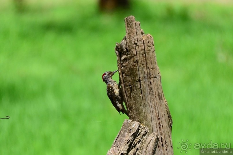 Акуна матата — дубль два. Кения в сезон дождей. Часть 3