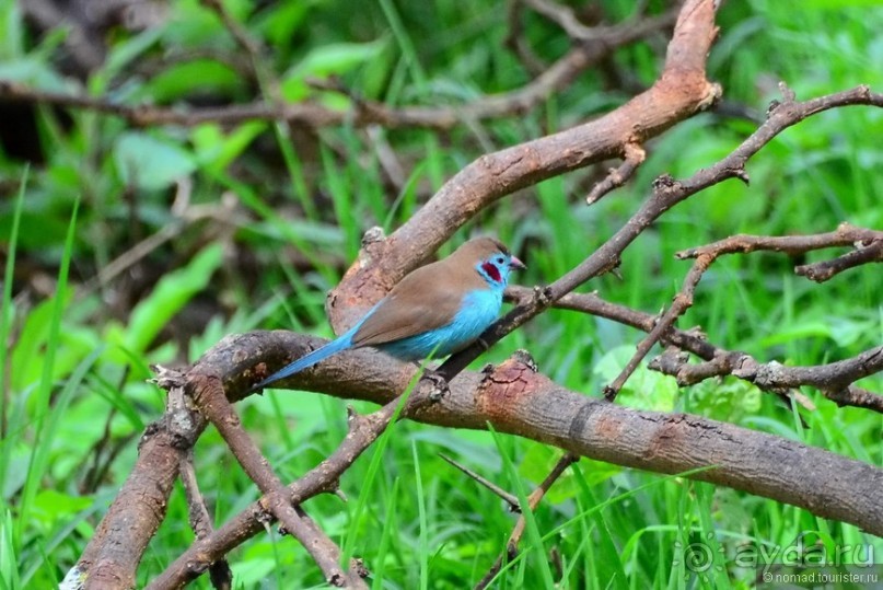 Акуна матата — дубль два. Кения в сезон дождей. Часть 3
