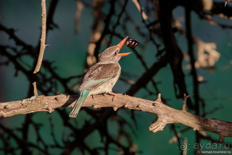 Альбом истории "Африканское ралли. Часть 8. Замбия."