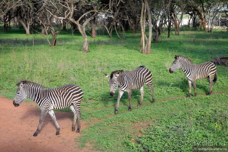 Альбом истории "Африканское ралли. Часть 8. Замбия."