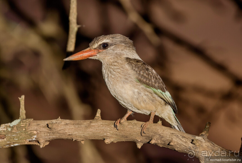 Альбом истории "Африканское ралли. Часть 8. Замбия."