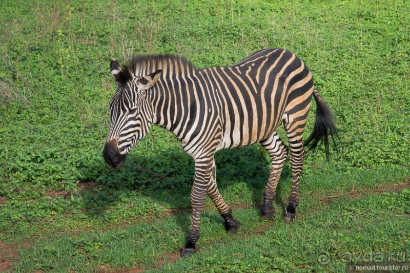 Альбом истории "Африканское ралли. Часть 8. Замбия."