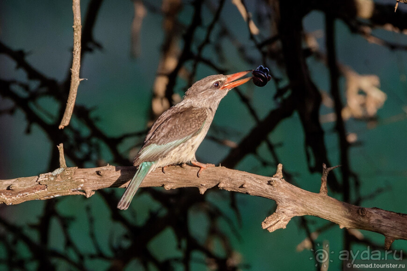 Альбом истории "Африканское ралли. Часть 8. Замбия."