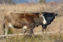 Балканское кольцо. Часть 9