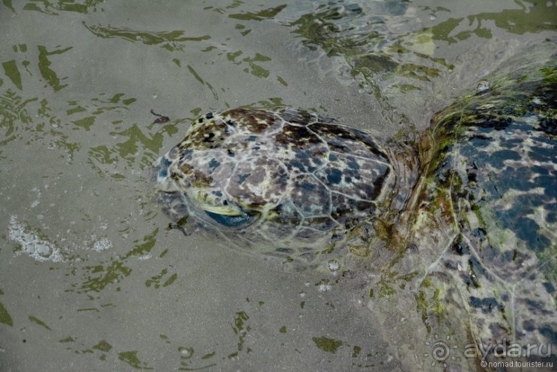 Цейлон на троих. Часть 8