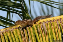 Цейлон на троих. Часть 8