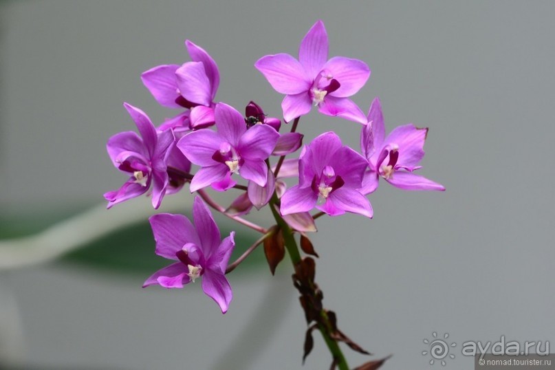 Цейлон на троих. Часть 8