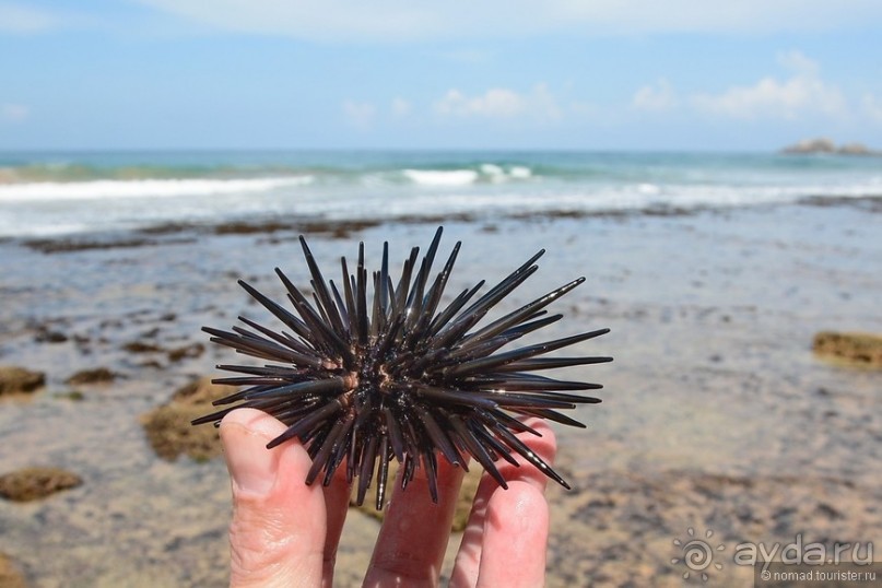 Цейлон на троих. Часть 8