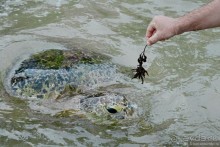 Цейлон на троих. Часть 8