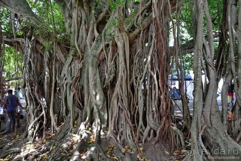 Цейлон на троих. Часть 8