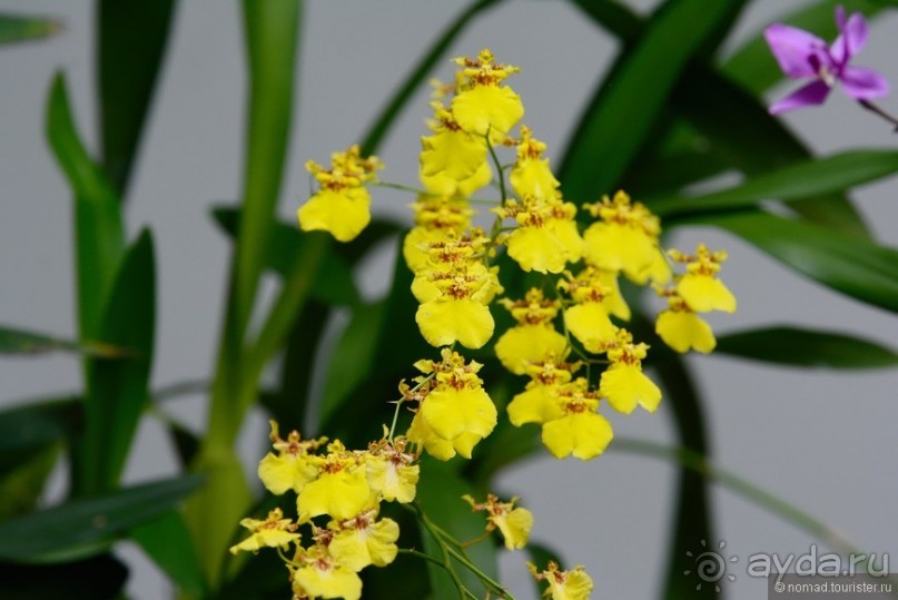 Цейлон на троих. Часть 8