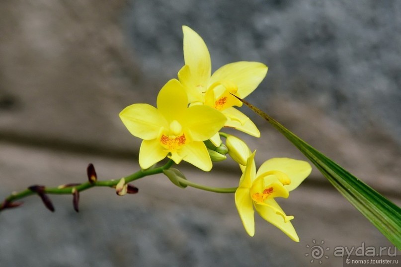 Цейлон на троих. Часть 8