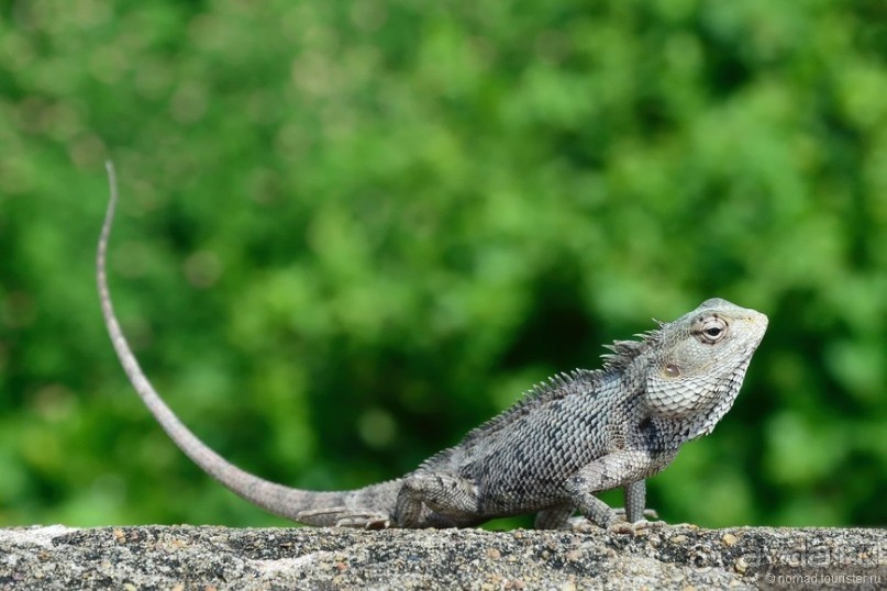 Цейлон на троих. Часть 8