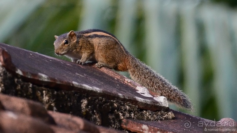 Цейлон на троих. Часть 8