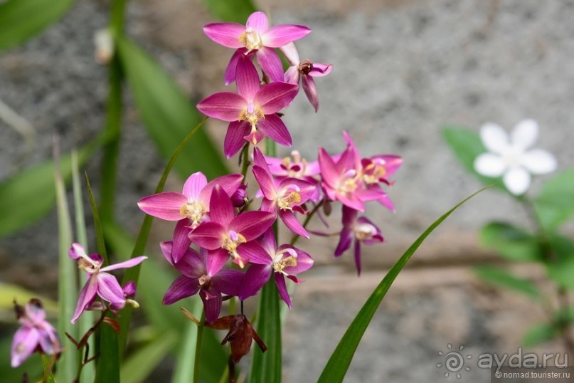 Цейлон на троих. Часть 8